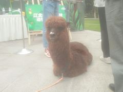 -重庆市江北嘴中央商务区中央公园