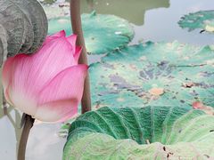 -南宁良凤江国家森林公园