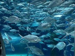 -上海海洋水族馆