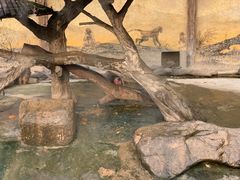 -上海野生动物园