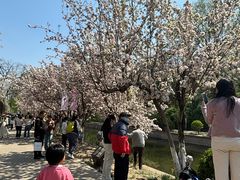-元大都城垣遗址公园