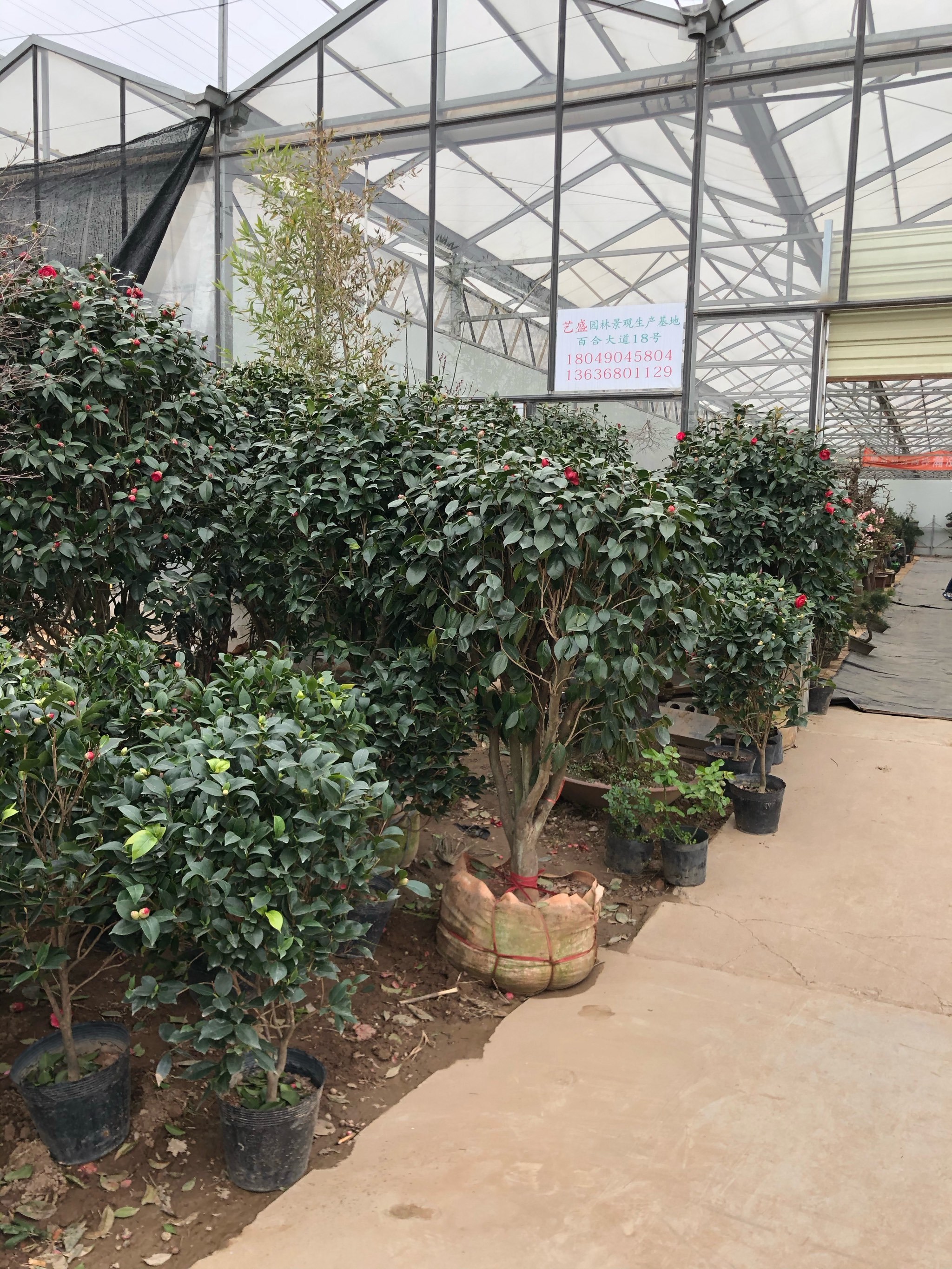 之前子午路的雁锦花卉市场全拆了搬到这里了