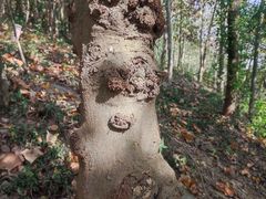 -上海佘山国家森林公园天马山园