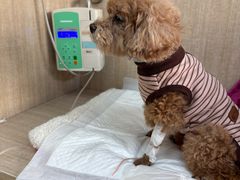 -北京观赏动物医院·24小时大型综合·猫专科·异宠专科