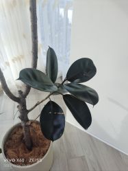 -HEYAN荷妍专业脱毛连锁机构