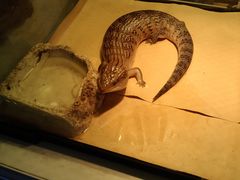 -酷以爬仙阁实体爬宠店·守宫·蜥蜴·专业繁育