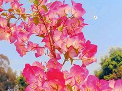 -莲花山公园