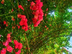 -广富林郊野公园