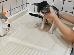 -猫大福·Fortune Cat猫舍(百子湾店)