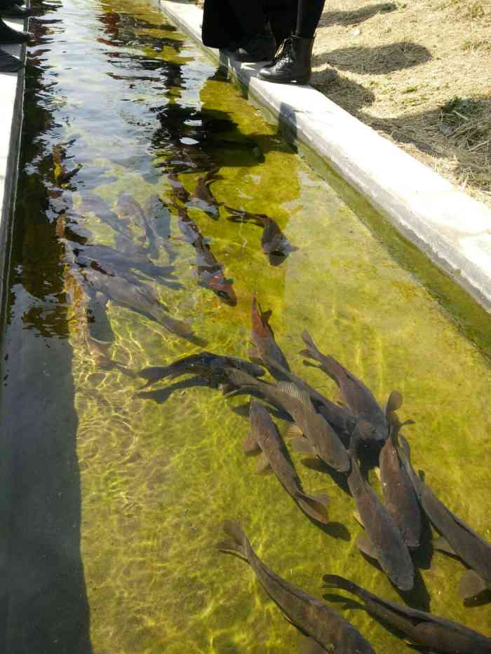 曼华庄园景区-"这里是第一次来,印象还是不错的.草莓个头.