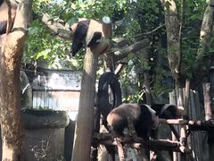 门面-成都大熊猫繁育研究基地