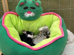 -帕帕拉兹宠物(亚洲旗舰店)