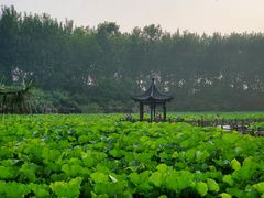 -合肥滨湖国家森林公园