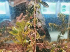 -上海昆虫博物馆