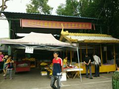 -瑞丽独树成林风景区