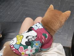 -猫色咖啡·猫咖