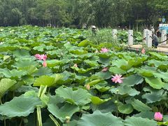 -前关湿地公园