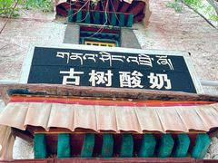 -古树酸奶(八廓南街店)
