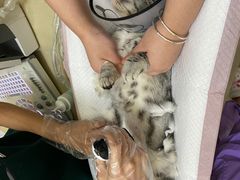 -瑞派康怡24h宠物医院·犬猫医疗中心·微创绝育(瑞景分院)