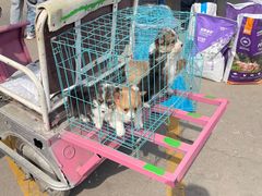 -中环花鸟鱼虫市场