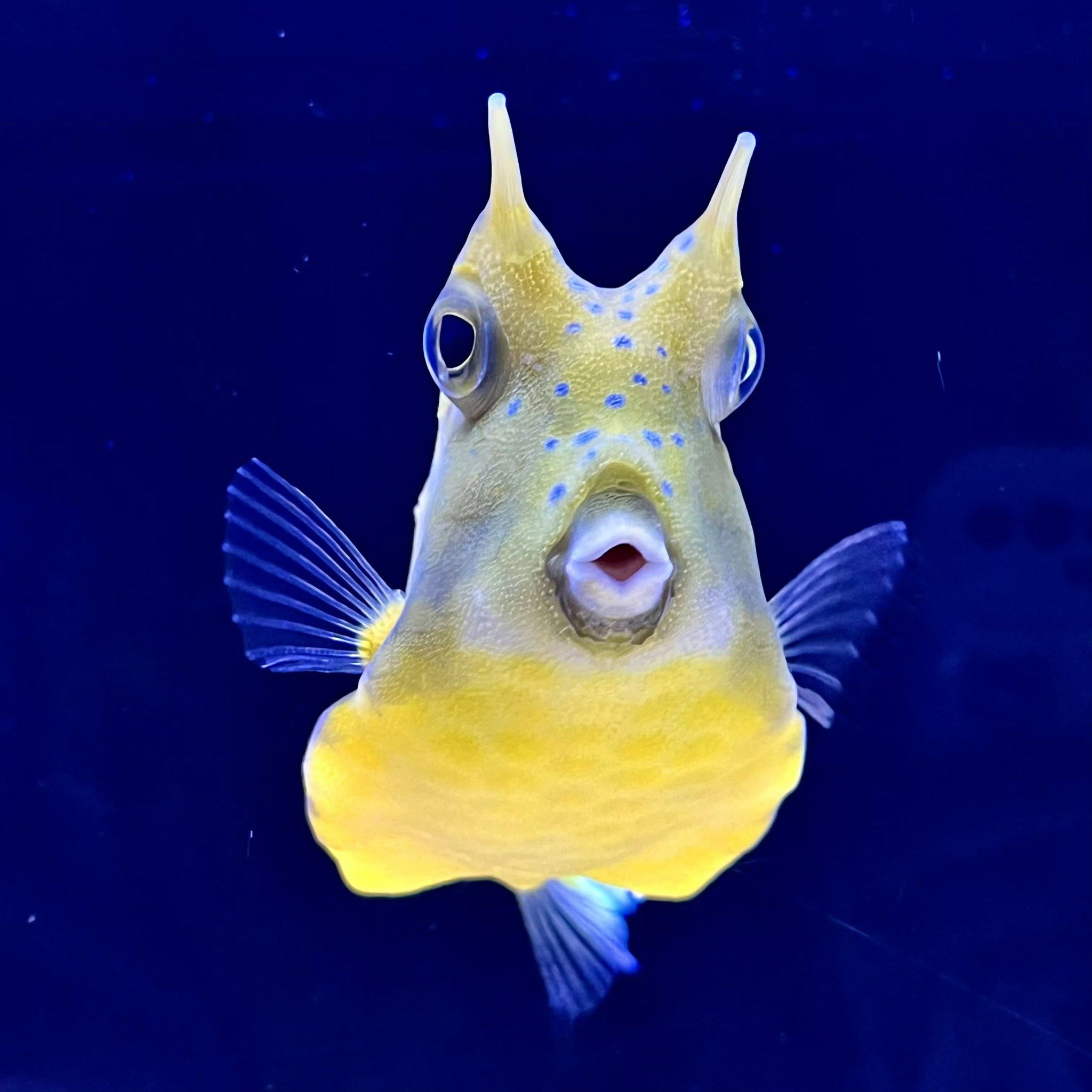 🐠上海海洋水族馆游玩攻略🐠