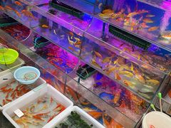 -曲阳花鸟市场(曲阳路店)