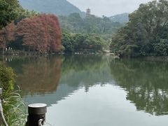 -深圳仙湖植物园