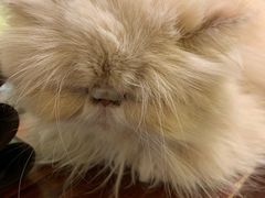 -猫色咖啡·猫咖