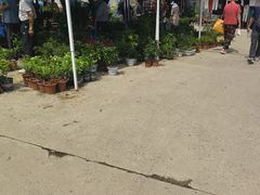 -中环花鸟鱼虫市场
