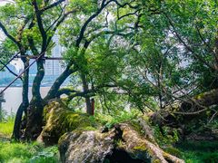 -江心屿景区