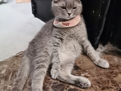 -猫色咖啡·猫咖