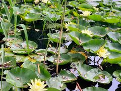 -荷塘月色湿地公园·向阳花洲