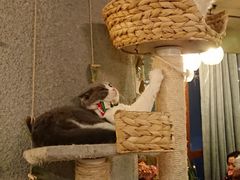 大堂-共舞时光猫咖·狗咖(新街口店)