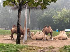 -北京野生动物园