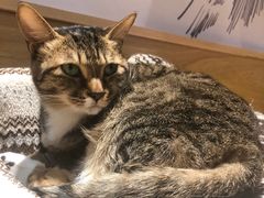 -滚猫咖啡·猫咖·猫友好撸猫(未来城店)