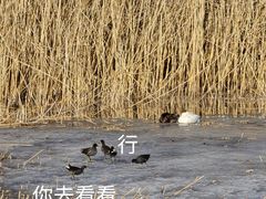 -大兴滨河森林公园