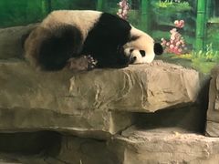 -灵玲国际马戏城