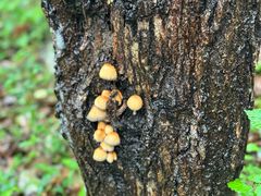 -东山风景区(洞庭东山)