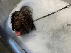 -PETKIT小佩宠物·低压洗护(国顺东路店)