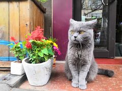 -Rabbit Cafe私房西餐甜点咖啡(栖霞路店)