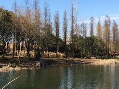 -新江湾城公园