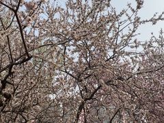 -桃花堤公园