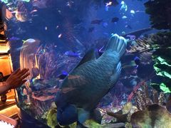 -迪拜帆船酒店海底餐厅