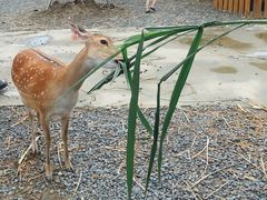 -鹿境梅花鹿生态园区