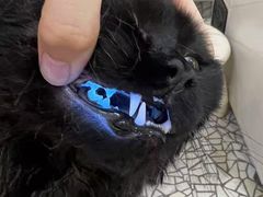 -momokira米努特·德文卷毛猫·棉花面纱犬