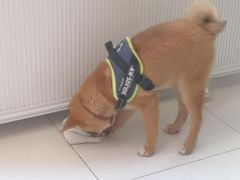 -多乐狗狗宠物训练工作室
