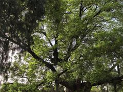 -仓颉庙