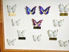 -上海昆虫博物馆