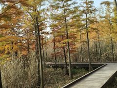 -昆山城市生态森林公园