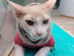 -猫在这儿猫咪咖啡馆·撸猫馆